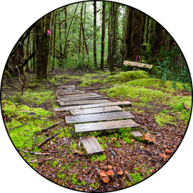 Wooden trail in forest