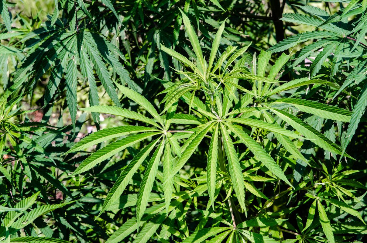 Marijuana plant - Best hiking in Nepal