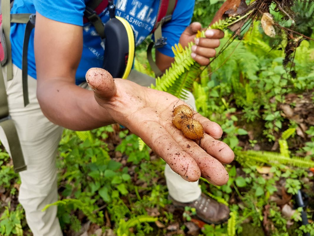 Secrets in the soil! - best hiking in Nepal