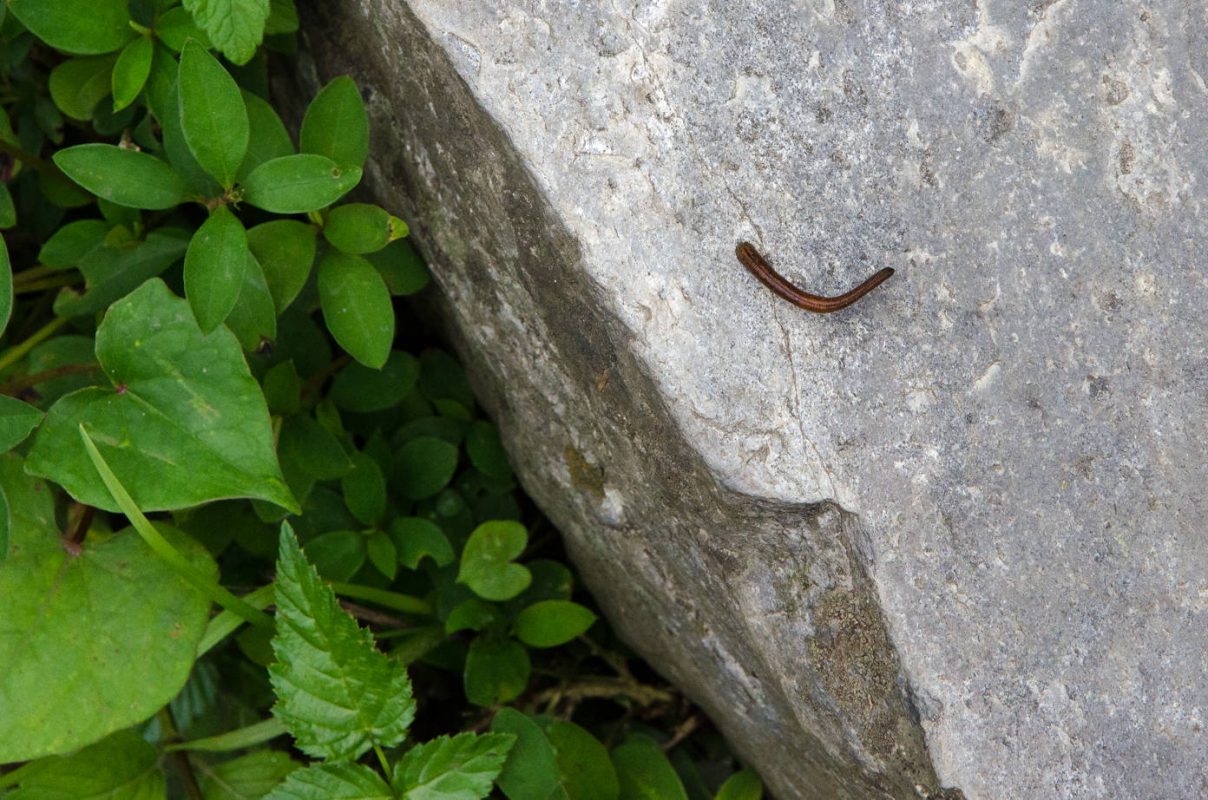 Leech - Best hiking in Nepal