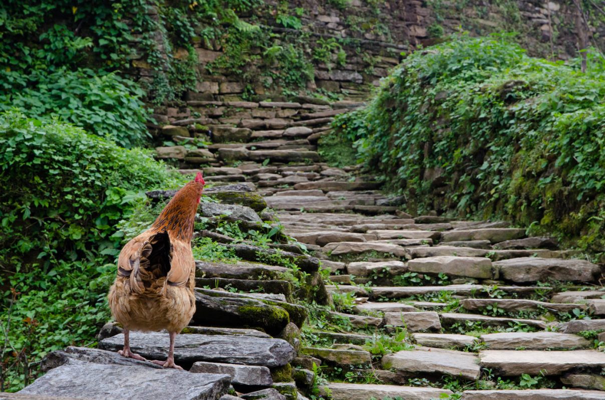 Chicken on the path - best hiking in Nepal