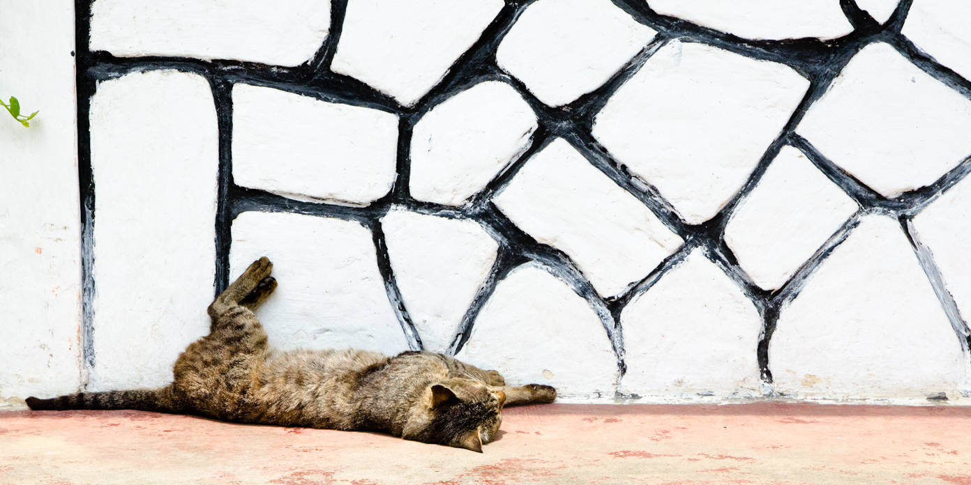 Cat sleeping - Best hiking in Nepal