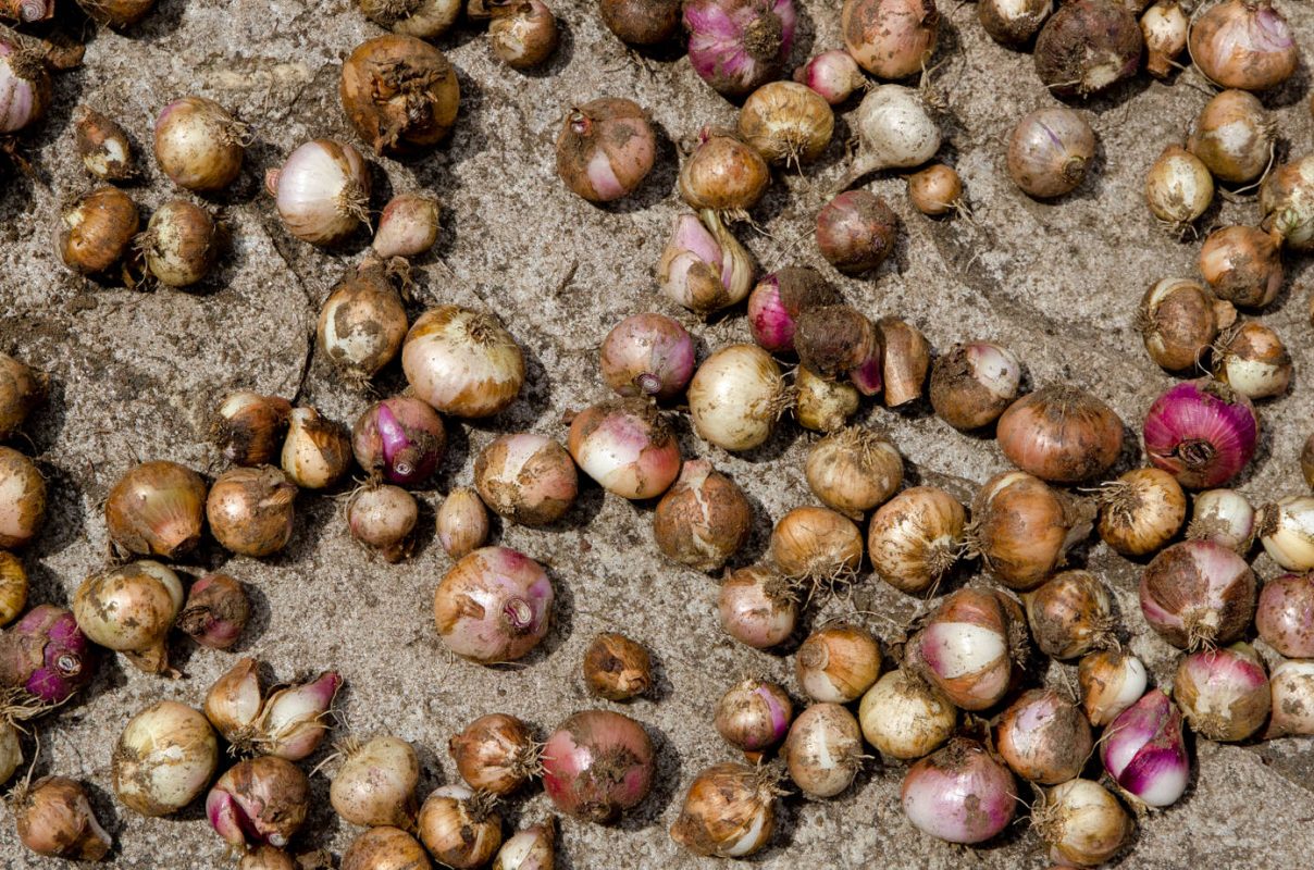 Onions drying in the sun - Best hiking in Nepal