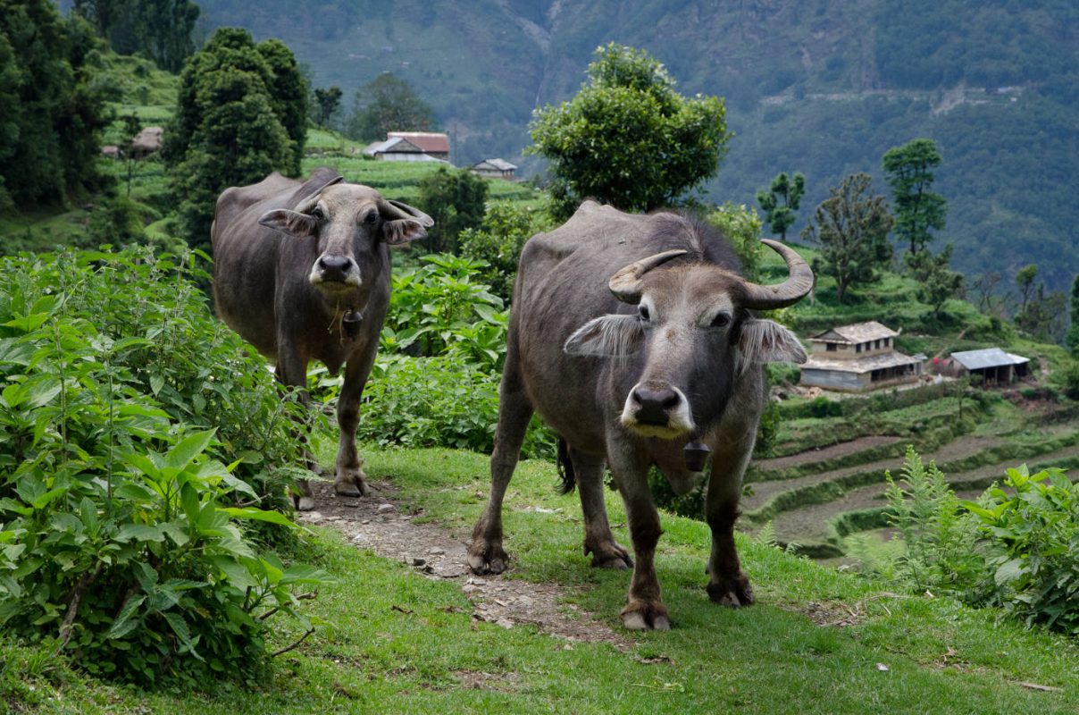 Buffalo - best hiking in Nepal