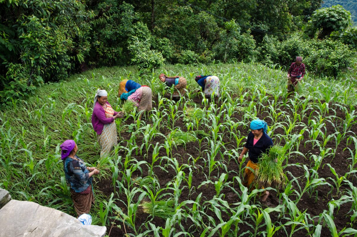 Ladies harvesting millet - Best hiking in Nepal