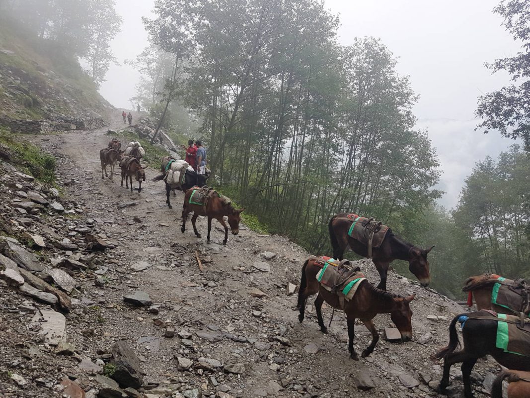 Mules on the trail - Best hiking in Nepal