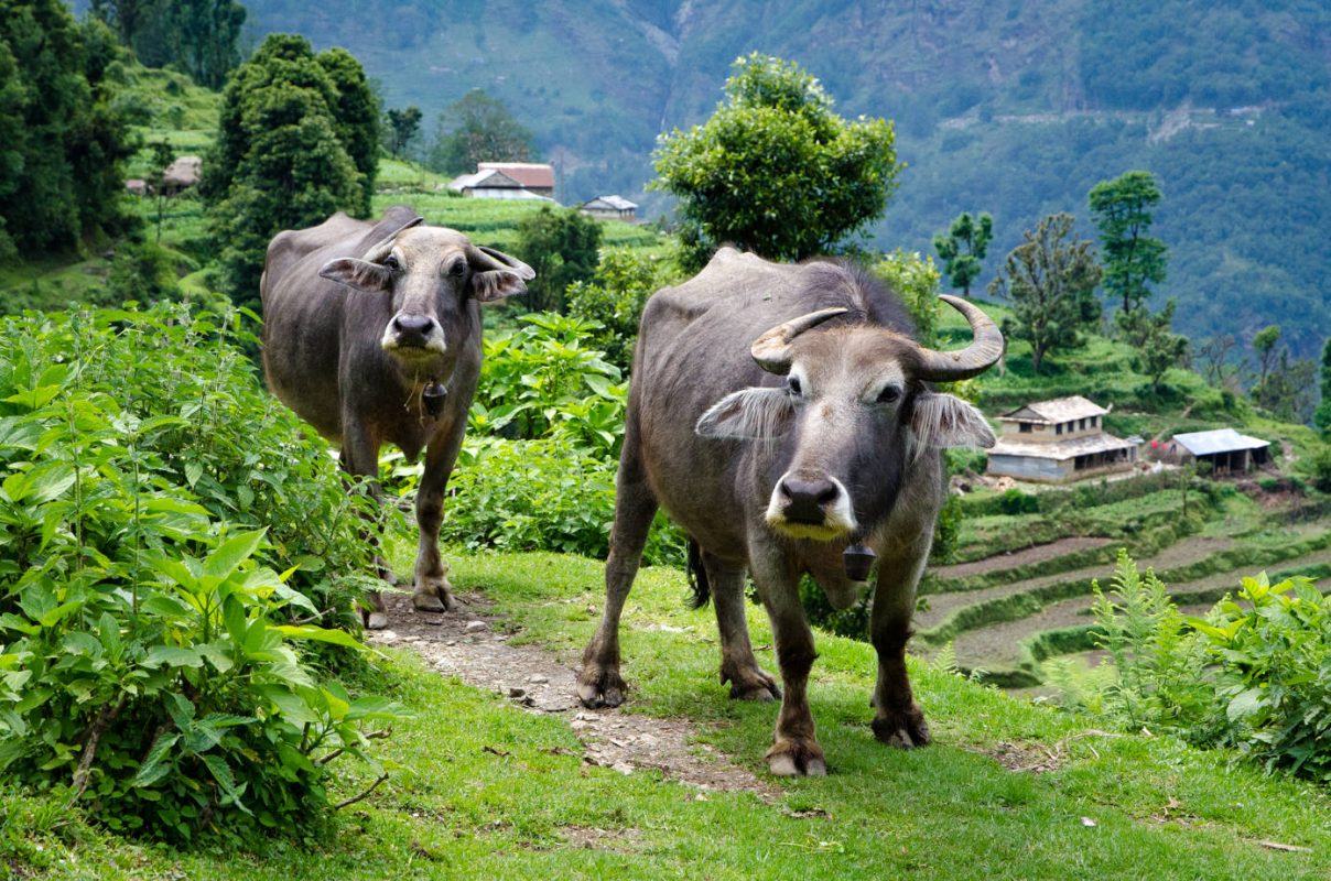 Buffalo - Guide to Nepalese Food