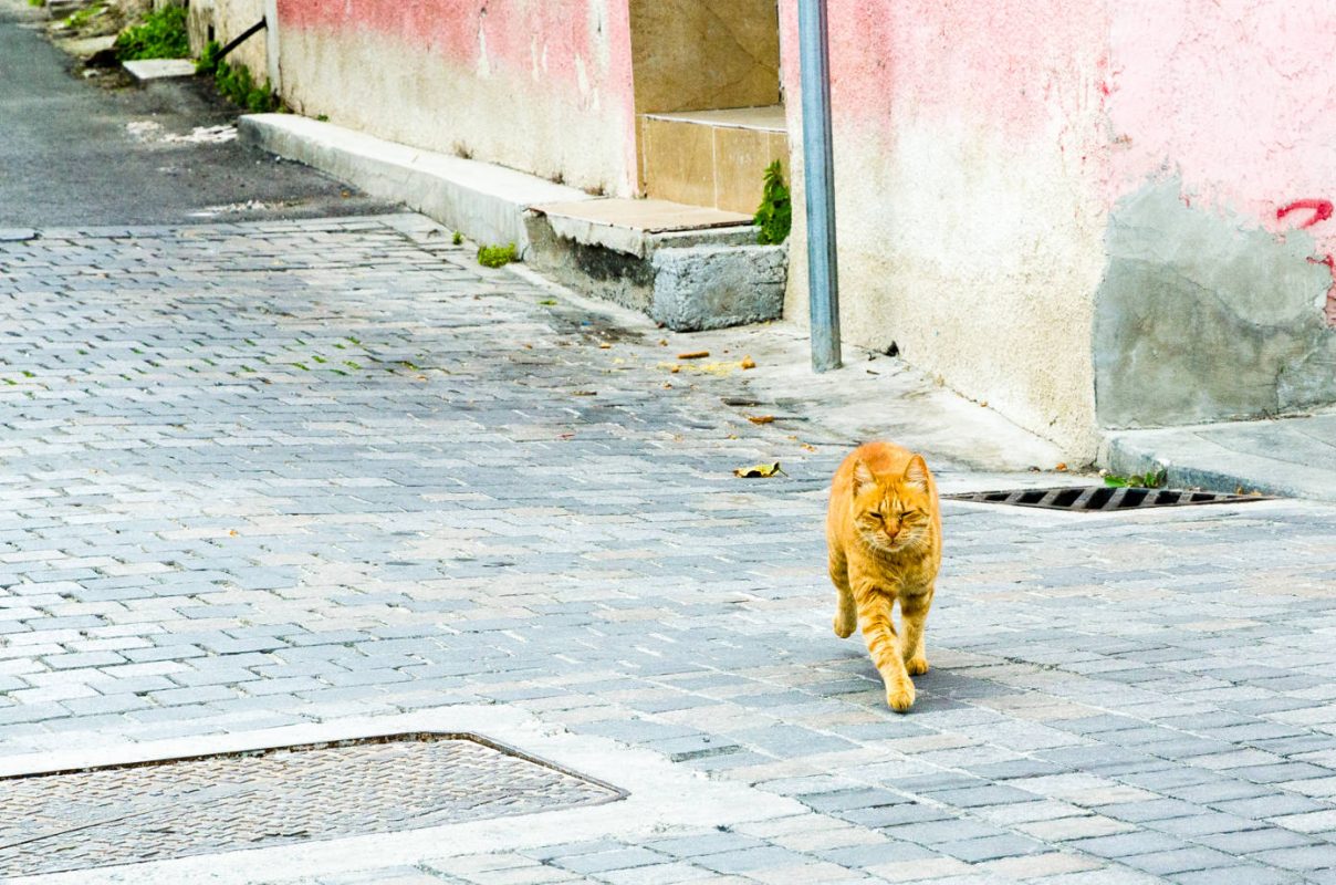 tekemistä Larnakassa-Cat walking the streets