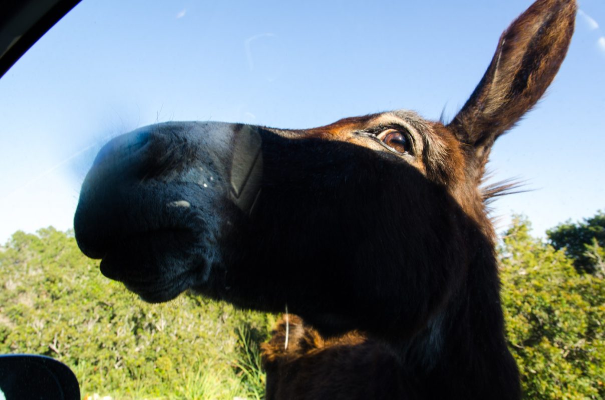 Northern Cyprus holiday guide - Karpaz Peninsula donkey