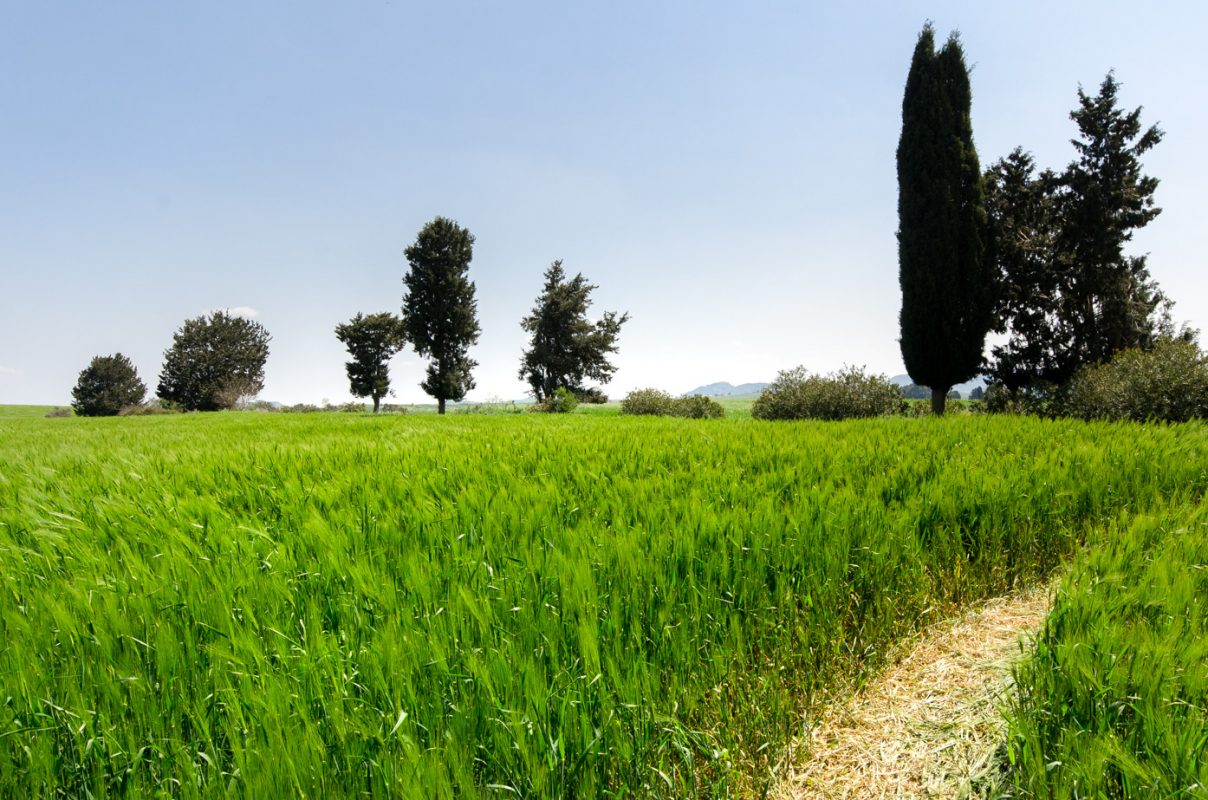 Northern Cyprus holiday guide - Pighades fields