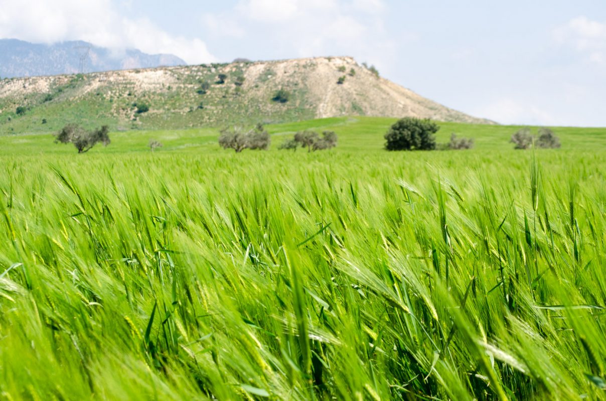 Northern Cyprus wheat fields